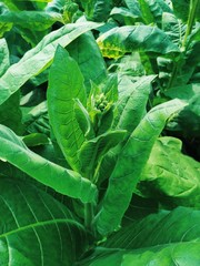 Young tobacco plants green leaf natural growing in field, Nepal.
