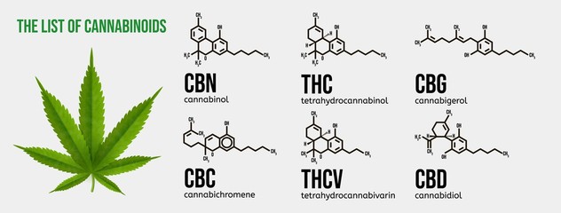 Realistic vector illustration of cannabis plant. List of the cannabinoids.