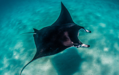 Manta Ray swimming alone in the wild in clear turquoise water