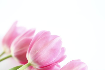 Obraz na płótnie Canvas pink tulips on white background