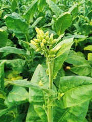 Young tobacco plants green leaf natural growing in field, Nepal.