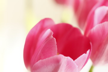 closeup of pink tulip