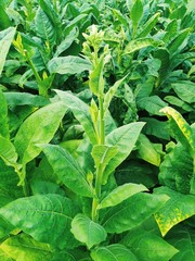 Young tobacco plants green leaf natural growing in field, Nepal.