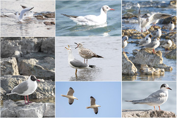 beautiful collage of seagulls on the Adriatic Sea