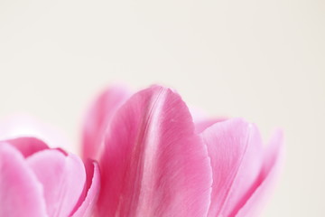 Obraz na płótnie Canvas pink tulip on black background