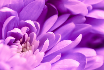 Abstract floral background, purple chrysanthemum flower. Macro flowers backdrop for holiday brand design