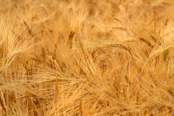 golden barley field. Harvesting period and agriculture background.