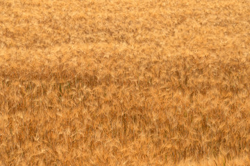 golden barley field. Harvesting period and agriculture background.