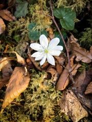 White flowers in the forest