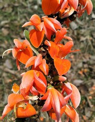 butea monosperma flower. orange flowers in the garden