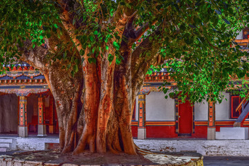 Obraz premium Huge buddhist bodhi tree under which lord buddha had sat in bhutan