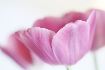 pink tulip on white background