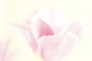 closeup of pink flower