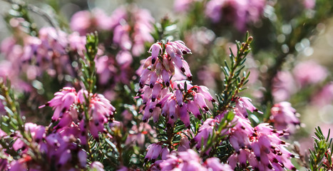 Pink Erica carnea flowers (winter Heath) in the garden in early spring