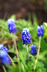 Muscari flower, classic blue color. Nature in spring time. Greeting card for easter or 8 march. Interior decor picture. gardening book.