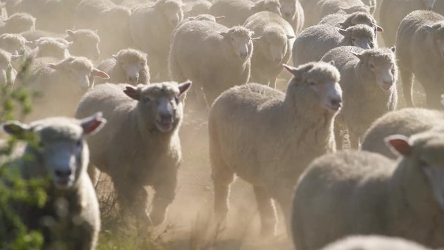 A herd of sheep running in an enclosed pasture in New Zealand - medium shot