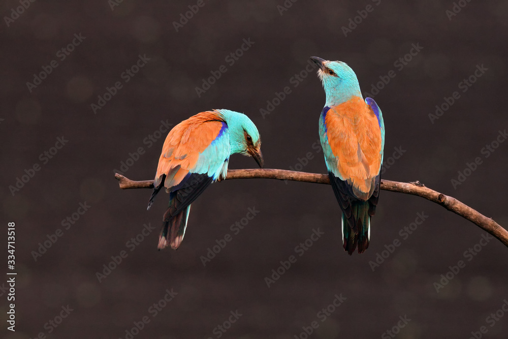 Canvas Prints The European roller (Coracias garrulus) pair sitting on the branch with dark brown background. Pair of blue birds on dark background.