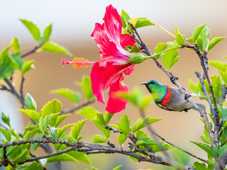 Male Sunbird