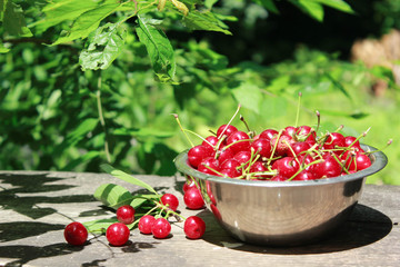 juicy red ripe cherry in a metal plate in a summer garden on a green background. A few cherries are sprinkled near a plate