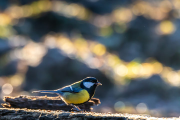 A black tit or also called cole tit songbird at a feeding place next to the Mönchbruch pond in Mörfelden-Walldorf, Hesse Germany in winter.