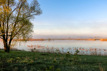 Beautiful landscape with a river and a tree on the Bank