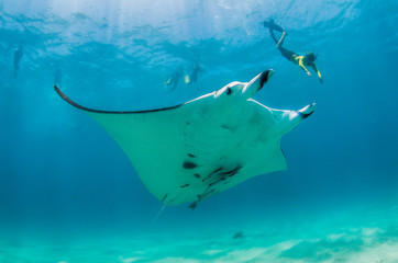 Manta ray swimming in the wild with snorkelers observing and swimming alongside