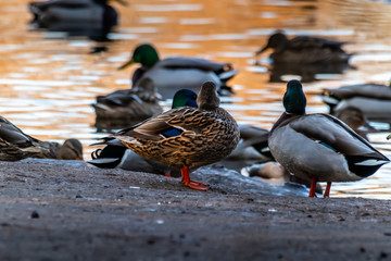 Ducks on an icy pond in Mönchbruch, Hesse Germany in winter.