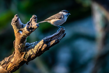 A black tit songbird at a feeding place next to the Mönchbruch pond in Mörfelden-Walldorf, Hesse Germany in winter.