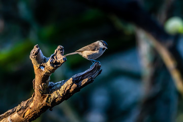 A black tit songbird at a feeding place next to the Mönchbruch pond in Mörfelden-Walldorf, Hesse Germany in winter.