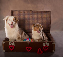 two dogs sitting inside an old suitcase