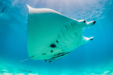 Manta Ray swimming alone in the wild in clear turquoise water