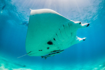 Manta Ray swimming alone in the wild in clear turquoise water
