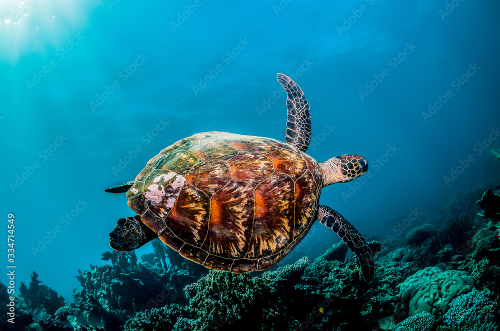 Wall mural Green sea turtle in the wild among colorful coral reef in clear blue water