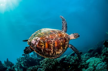 Foto op Canvas Green sea turtle in the wild among colorful coral reef in clear blue water © Aaron