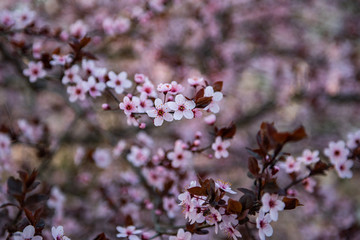 Closeup of spring blossom flower on dark bokeh background.