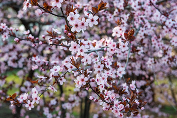 pink flowers on a tree. blooming cherry