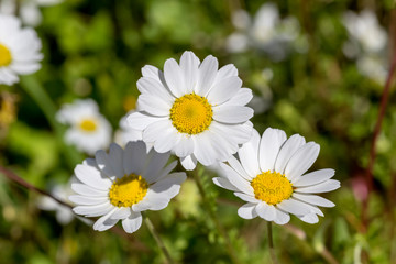 Fototapeta premium The white daisy grows close-up