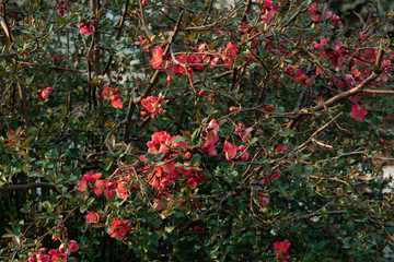 Obraz premium rosehip bloom. red flowers on a green tree