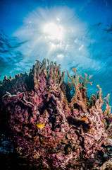 Colorful coral reef formations in clear tropical water