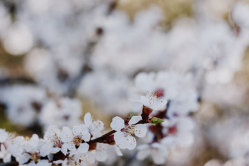 Blooming apricot trees in spring garden / spring flower background