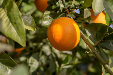 Branch with ripening orange close-up