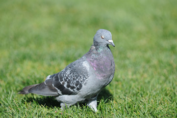 Pigeon - Rock Dove