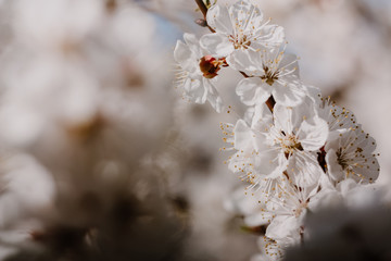 Blooming apricot trees in spring garden / spring flower background, copy space