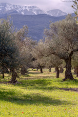 Obraz premium Olive grove on a background of snow-capped mountains