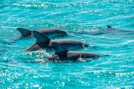 Three Dolphins swimming in the wild and jumping out of the turquoise water