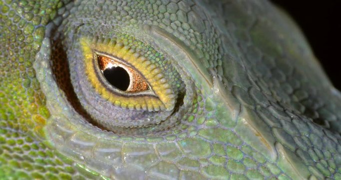 Spotted Green Anole (Anolis punctata) Close-up of eye. From rainforest in Orellana province, in the Ecuadorian Amazon.