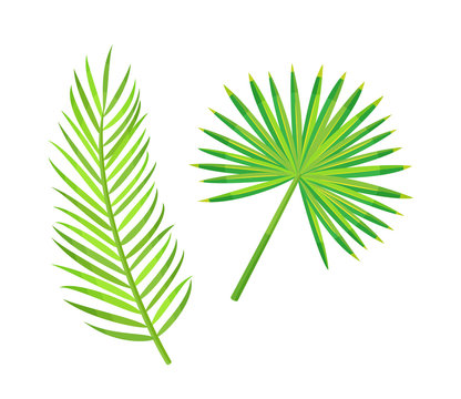 Monstera and green branch of palm tree isolated vector. Flat style creative herbal decor. Subtropical decoration, leaves botanical flora of exotic places.