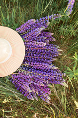Purple lupine flowers covered with a straw hat in the field.