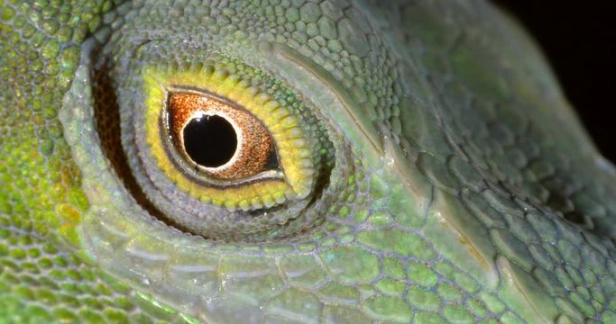 Spotted Green Anole (Anolis punctata) Close-up of eye. From rainforest in Orellana province, in the Ecuadorian Amazon.