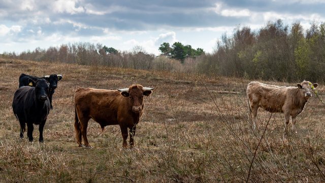 Long Horn cattle grazing on heathland
